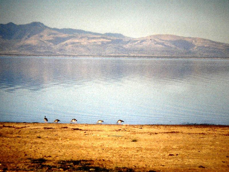 Afrc 00 352 Ocells al llac Manyara.jpg